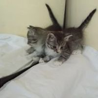 Лот: 7831590. Фото: 4. Котята только в хорошие руки. Красноярск