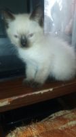 Лот: 16451679. Фото: 7. Котенок тайский балинез