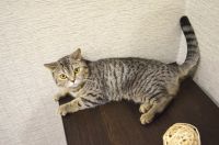 Лот: 9078713. Фото: 3. Шотландская кошечка прямоухая. Растения и животные