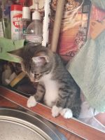 Лот: 14562733. Фото: 3. Котик. Растения и животные