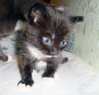 Лот: 218087. Фото: 2. Отдам котенка в добрые руки. Животные и уход