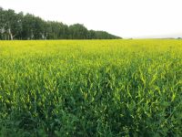 Лот: 2262418. Фото: 2. Алтайский мед. Продукты
