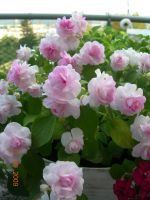 Лот: 3403673. Фото: 2. Бальзамин Apple Blossom". Комнатные растения и уход