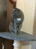 Лот: 6305154. Фото: 6. Отдадим кота мыше/крысо -лова...