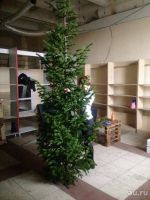 Лот: 8634902. Фото: 3. Живые Новогодние Пихты оптом без... Сувениры, подарки