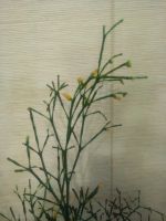 Лот: 21378495. Фото: 3. Цветущая хатиора. Растения и животные