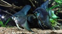 Лот: 17908359. Фото: 7. Скалярии (Pterophyllum scalare...