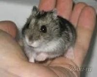 Лот: 5650033. Фото: 2. джунгарики срочно. Животные и уход