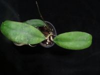 Лот: 16410126. Фото: 2. Хойя- Hoya waymaniae Borneo. Комнатные растения и уход