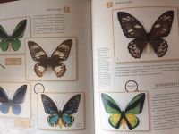 Лот: 19235468. Фото: 2. Бабочки мира, шикарная книга-альбом. Справочная литература
