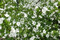 Лот: 2782335. Фото: 2. Вишня на ножке (саженцы). Семена, рассада, садовые растения