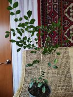 Лот: 21446399. Фото: 2. Муррайя. Взрослое растение. Комнатные растения и уход