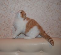 Лот: 3642199. Фото: 2. Продам прекрасного шотландского... Животные и уход