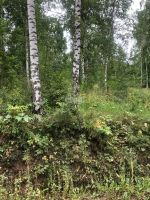 Лот: 25294822. Фото: 7. участок , ДНТ Чёрная Сопка ДНТ...