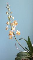 Лот: 11667612. Фото: 3. Орхидея Фаленопсис (dtps. Doritis... Растения и животные