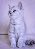 Лот: 3772133. Фото: 2. Породистые британские котейки... Животные и уход