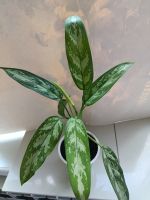 Лот: 25590488. Фото: 3. Аглаонема. Растения и животные