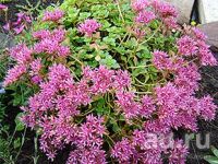 Лот: 2839438. Фото: 2. очитки (седумы). Семена, рассада, садовые растения