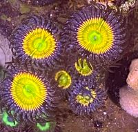 Лот: 17753093. Фото: 2. Зонты Sanny Day zoa. Аквариумистика