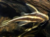 Лот: 16203732. Фото: 4. Платидорас полосатый (Platydoras... Красноярск