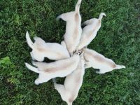 Лот: 17893510. Фото: 4. щенки хаски. Красноярск