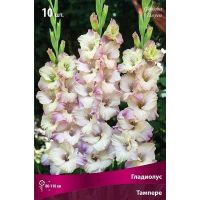 Лот: 21599385. Фото: 6. Гладиолус луковицы