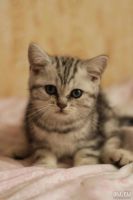 Лот: 8948686. Фото: 3. Британский котик. Растения и животные