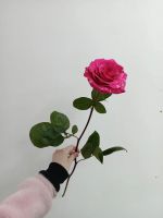 Лот: 25604821. Фото: 2. роза. Цветы, букеты