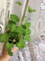 Лот: 11621528. Фото: 4. Пеларгония. Красноярск