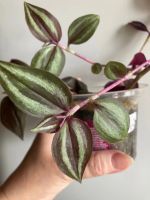 Лот: 25315027. Фото: 4. 2 традесканции в одном горшке. Красноярск