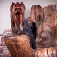Лот: 5834404. Фото: 7. Красивая девочка йоркширского...