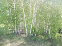 Лот: 22992296. Фото: 3. Дачный участок Ветеран-3 (Нанжуль... Недвижимость