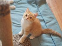 Лот: 2975248. Фото: 3. Котята скотиш страйт. Растения и животные