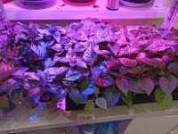 Лот: 17062904. Фото: 6. Dragons Breath, Дыхание дракона...