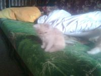 Лот: 1838053. Фото: 2. персидские котята. Животные и уход