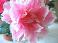 Лот: 1531404. Фото: 3. Азалия розовая (с белым краем). Растения и животные