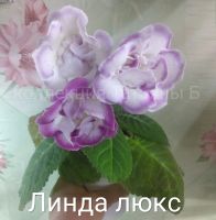 Лот: 17689389. Фото: 7. Глоксиния - лист посаженный