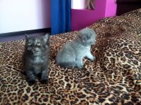 Лот: 4598971. Фото: 3. продам породистого шотландского... Растения и животные