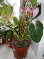 Лот: 10025659. Фото: 2. Сортовой.Антуриум. Cavalli .2. Комнатные растения и уход