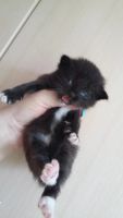 Лот: 7874993. Фото: 2. Котенок Манчкин, нестандарт-2. Животные и уход