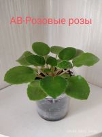 Лот: 24330256. Фото: 3. Фиалка АВ- Розовые розы - детка... Растения и животные