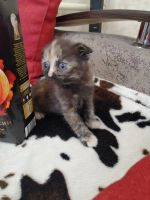 Лот: 2178540. Фото: 3. котенок шотландская вислоухая... Растения и животные