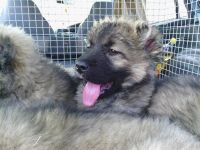 Лот: 1938392. Фото: 2. кавказы. Животные и уход