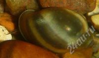 Лот: 490753. Фото: 2. Улитка Физа. physa fontinalis... Аквариумистика