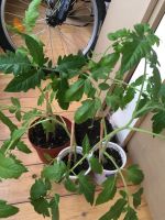 Лот: 17580657. Фото: 2. Рассада томаты «Снежный барс». Семена, рассада, садовые растения