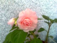 Лот: 1241536. Фото: 2. Бальзамин Rose Parade . Комнатные растения и уход