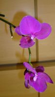 Лот: 3537690. Фото: 2. орхидея фаленопсис № 3( темно-филетовая... Комнатные растения и уход