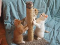 Лот: 2975248. Фото: 2. Котята скотиш страйт. Животные и уход