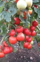 Лот: 18901443. Фото: 2. Рассада томата "Богата хата". Семена, рассада, садовые растения