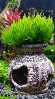 Лот: 13352811. Фото: 4. Мох Пламя - Flame Moss для аквариума. Красноярск